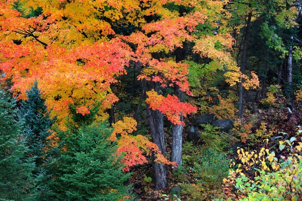Bunte Ahornbäume Zur Herbstzeit — Stockfoto