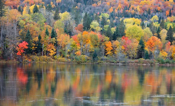 Podzimní Strom Odrazy Riviere Saint Maurice — Stock fotografie