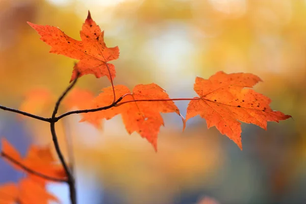 Bright Orange Maple Leaves Forest — Stock Photo, Image