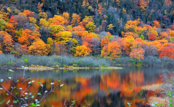 Reflexões Árvores Outono Parque Nacional Jacques Cartier — Fotografia de Stock
