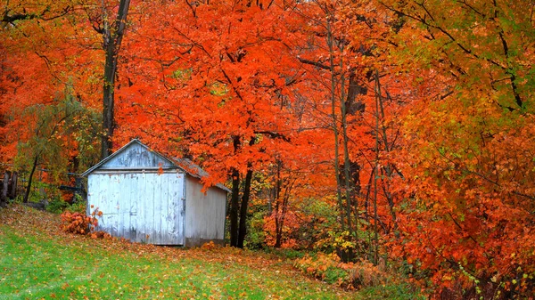 Małych Porzucone Stodoły Autumn Drzewa — Zdjęcie stockowe