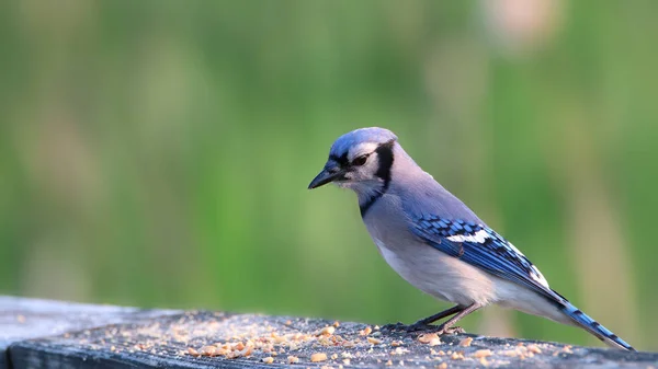 Zblízka Střílel Blue Jay Ptáka Plot — Stock fotografie