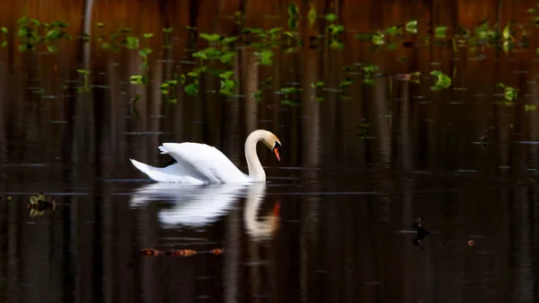 Beautiful Swan Lake — Stock Photo, Image