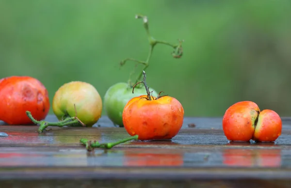 Tomates Húmedos Coloridos Banco Mojado —  Fotos de Stock