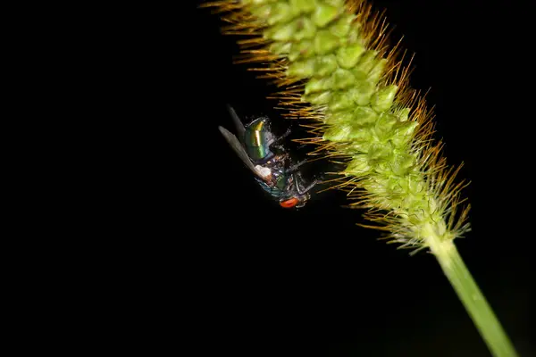 Gros Plan Mouche Sur Herbe Plumes — Photo