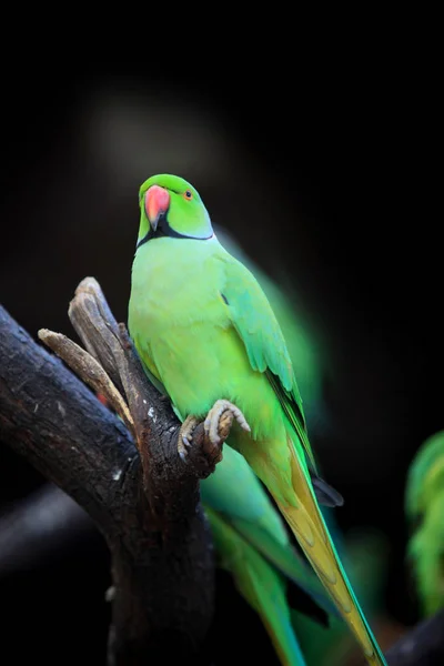 Primer Plano Loro Sobre Fondo Negro — Foto de Stock