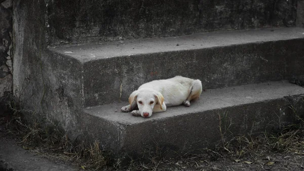 Street dog on the stairs