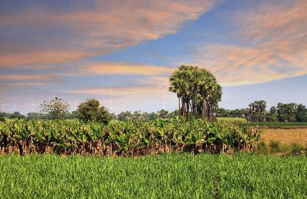 Paddy Fields Landscape Andhra Pradesh India — Stock Photo, Image