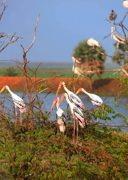 Malowane Bociany Sanktuarium Ptaków Kolleru Stanie Andhra Pradesh Indiach — Zdjęcie stockowe