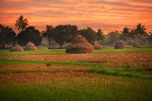 Paddy Fields India Bright Evening Skies — Stock Photo, Image