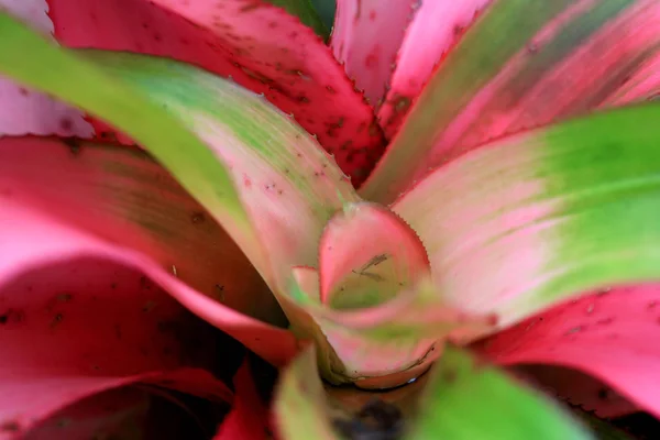 Close Shot Tropical Plant — Stock Photo, Image