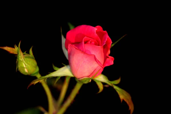 Red rose flower against black background