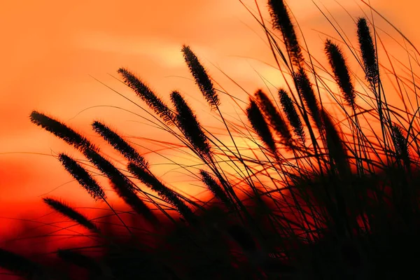 Högt Gräs Och Solen Med Färgglada Himmel — Stockfoto
