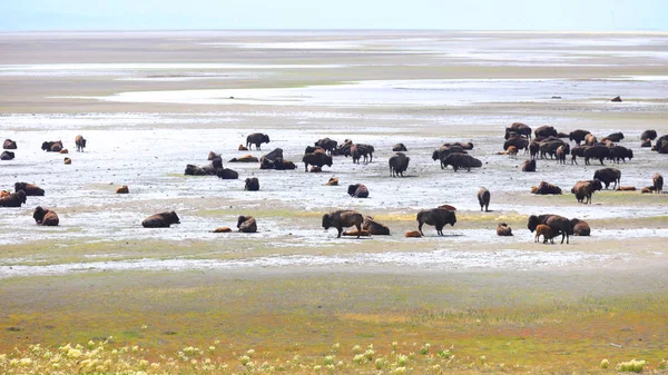 Bisons Sauvages Sur Île Antelope Près Salt Lake City — Photo