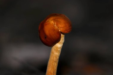 Mantar aşırı yakın çekim