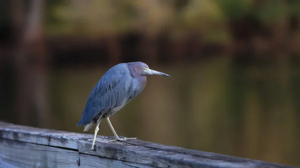 Nahaufnahme Von Grünreiher — Stockfoto