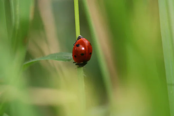 Bir Yaprak Extrem Makro Üzerinde Tiny Bayan Hata — Stok fotoğraf