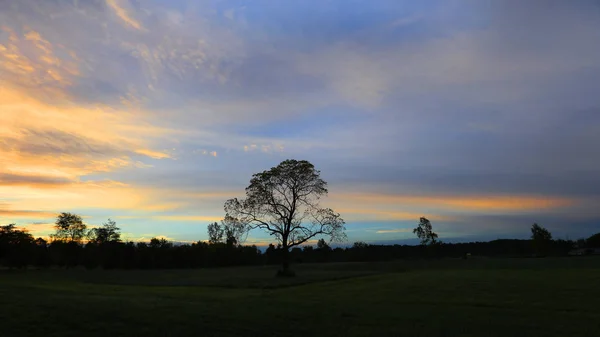 Silhueta Árvores Contra Pôr Sol — Fotografia de Stock