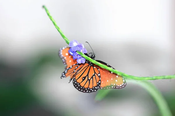 Close Shot Van Butterfly Plant — Stockfoto