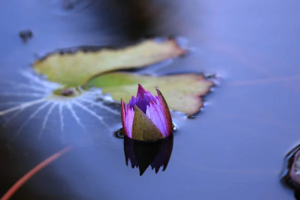 Lila Näckros Blomma Och Blad Dammen — Stockfoto