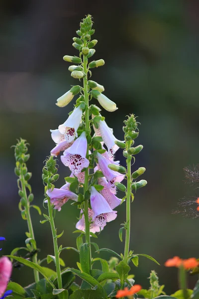 Close Shot Foxglove Flowers — Stock Photo, Image