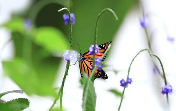 Close Shot Van Butterfly Plant — Stockfoto