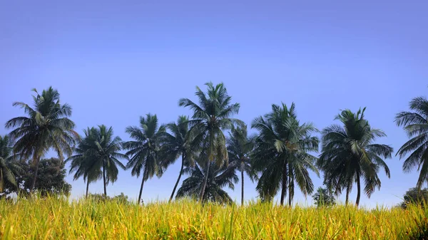 Palm Trees Farm — Stock Photo, Image