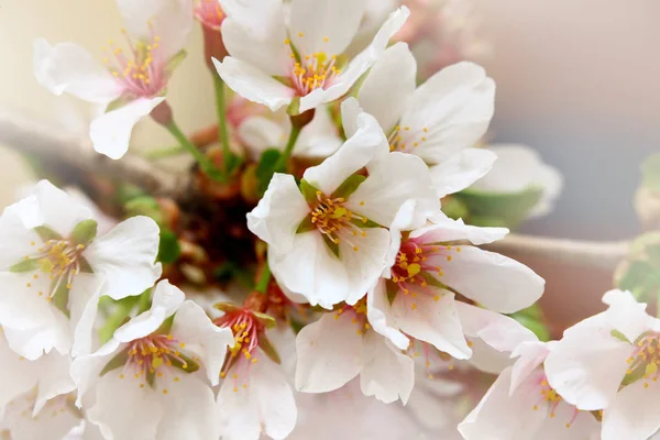 Close Shot Spring Bloom — Stock Photo, Image
