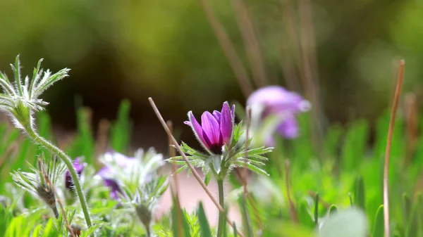 Wild Flowers Spring Bloom Meadow — Stock Photo, Image