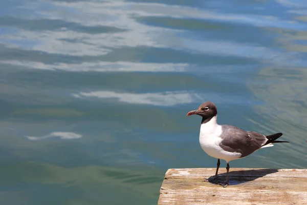 Одиночний Птах Фулмар Біля Океану — стокове фото