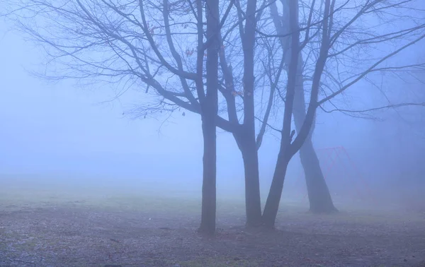 Nebbia Scena Del Mattino Nel Parco Michigan — Foto Stock