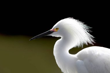 Küçük Egret kuşu da Egretta garzetta olarak da bilinir