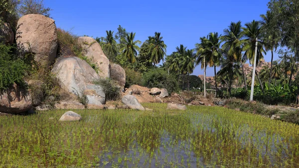 Alberi Cocco Campi Nello Stato Rurale Del Karnataka — Foto Stock