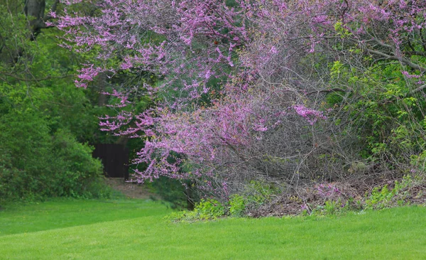 Bomen Met Kleurrijke Lente Bloei — Stockfoto
