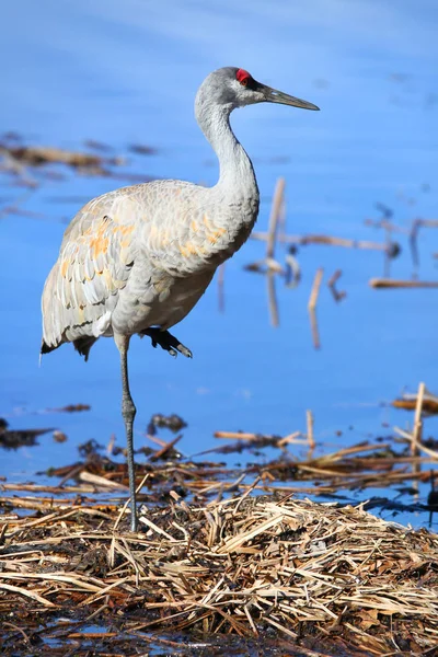 Sand Hill Crane Marsh Land — Stock Photo, Image