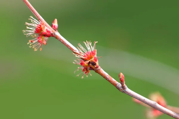 Czerwone Drzewo Klonowe Kwitnące Wczesną Wiosną — Zdjęcie stockowe