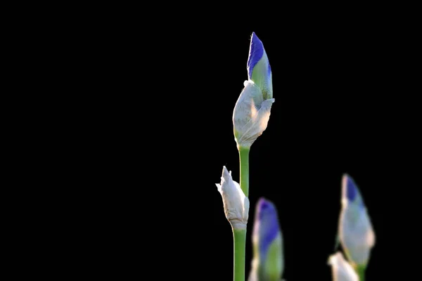 Bourgeons Fleurs Iris Gros Plan Sur Fond Noir — Photo