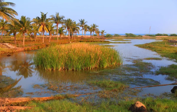 Marsh Landc Cerca Bahía Bengala Andhra Pradesh India — Foto de Stock
