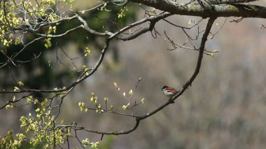 Bir ağaç dalı üzerinde Tiny Warbler