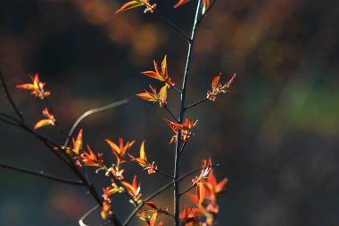 Taze yetişkin akçaağaç ağaç yaprakları