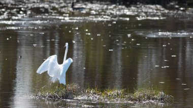 Gölün ortasında kar beyaz Egret