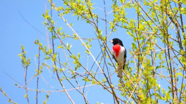 Ağaç dalı üzerinde Gül Brested grosbeak kuş