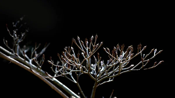 Torrt Blommande Träd Gren Mot Svart Bakgrund — Stockfoto