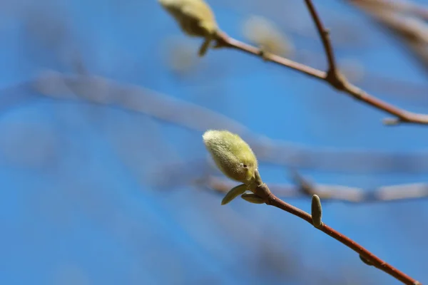 Färska Magnolia Blomma Knoppar Mot Blå Himmel — Stockfoto