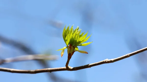 Κοντινό Πλάνο Της Φύλλα Φρέσκο Σφενδάμου — Φωτογραφία Αρχείου