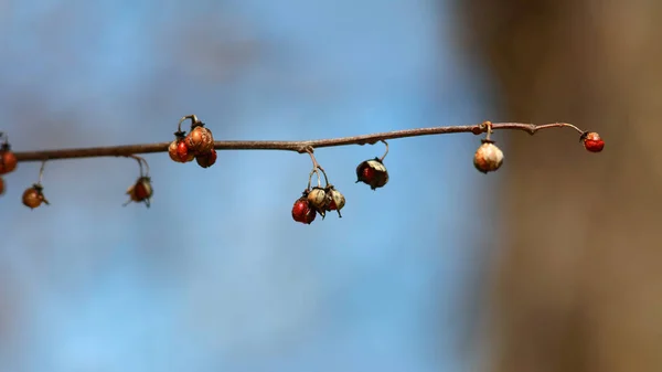 Frutti Selvatici Secchi Sul Ramo Inverno — Foto Stock