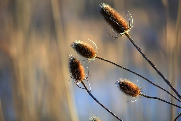 Torra Blomma Cobs Närbild Skott — Stockfoto