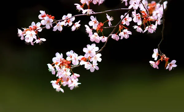 Kirschblüte Nahaufnahme — Stockfoto