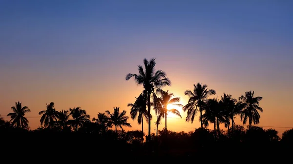 Кокосовые Деревья Закат Солнца — стоковое фото
