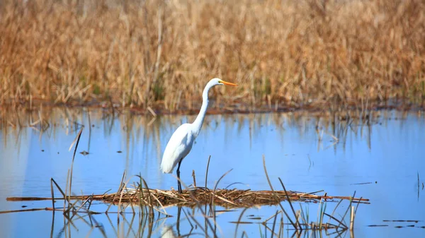 Snow White Egret Middle Lake — Stock Photo, Image